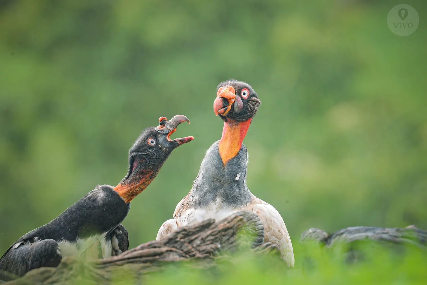 Two king vultures interacting at the Boca Tapada photography hide