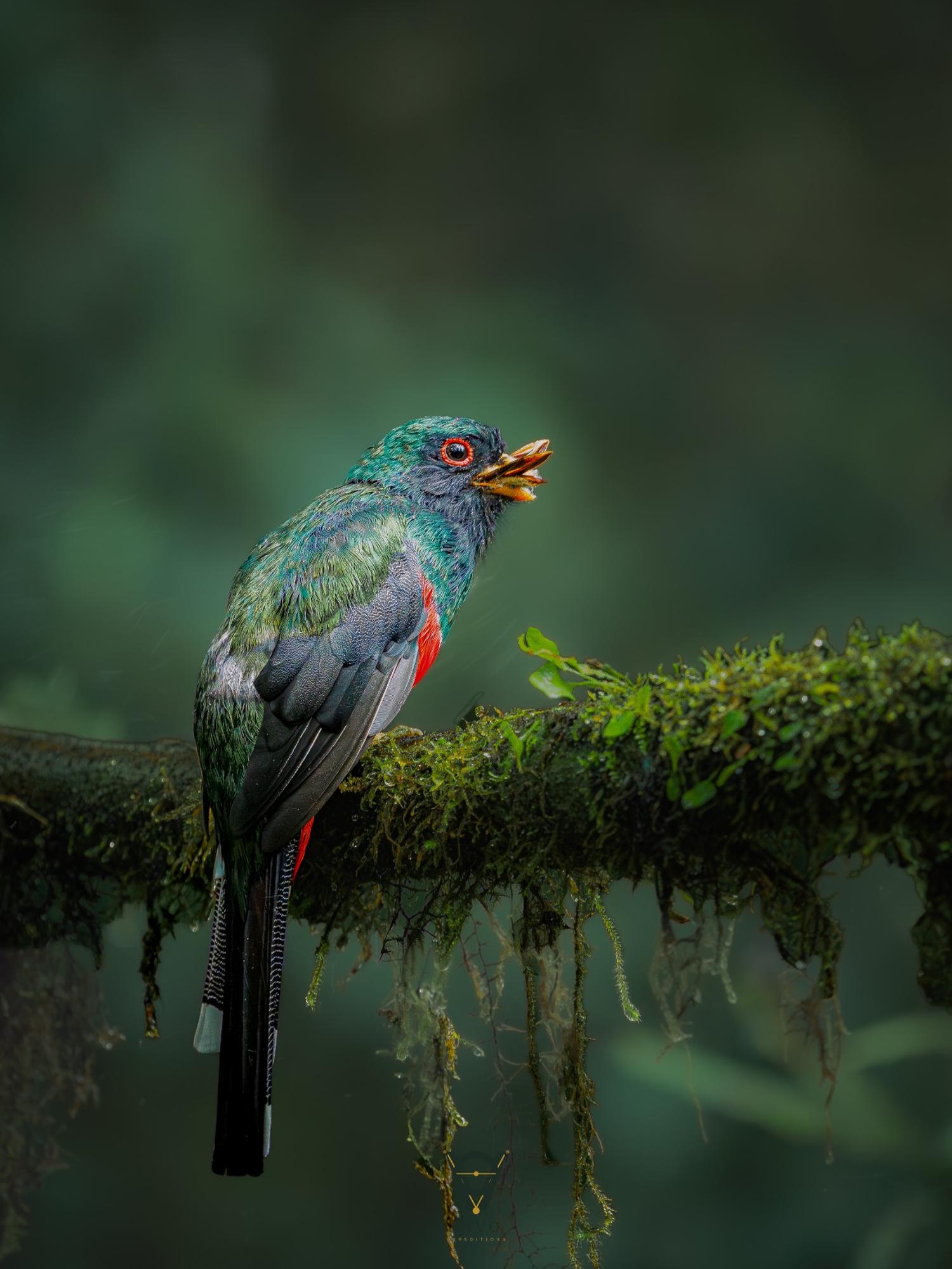 Masked Trogon feeding