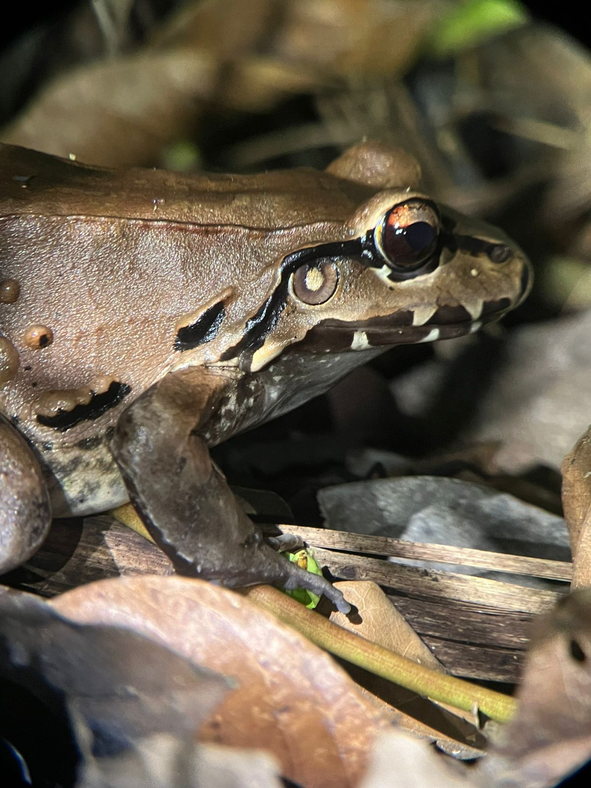 Costa Rica nature tour photo