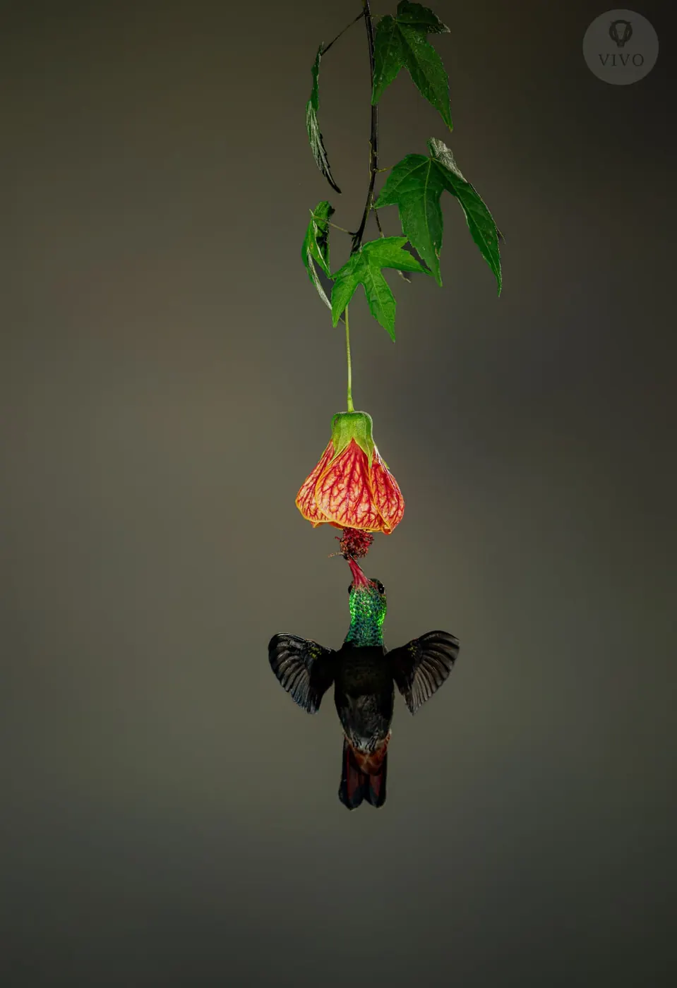 Hummingbird Multi-Flash Workshop 7