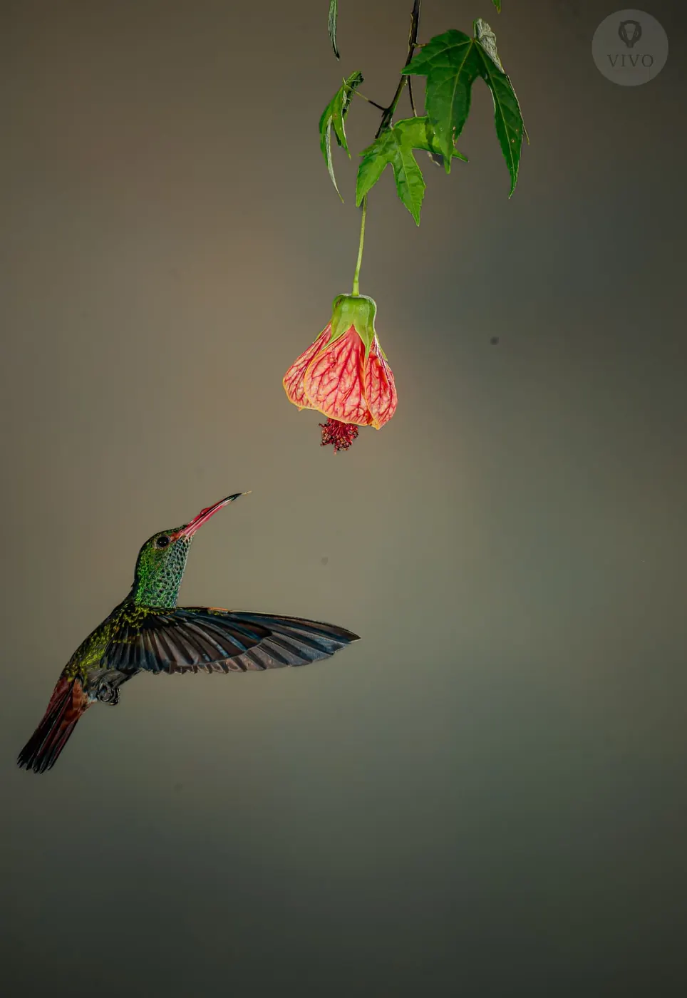 Hummingbird Multi-Flash Workshop 9