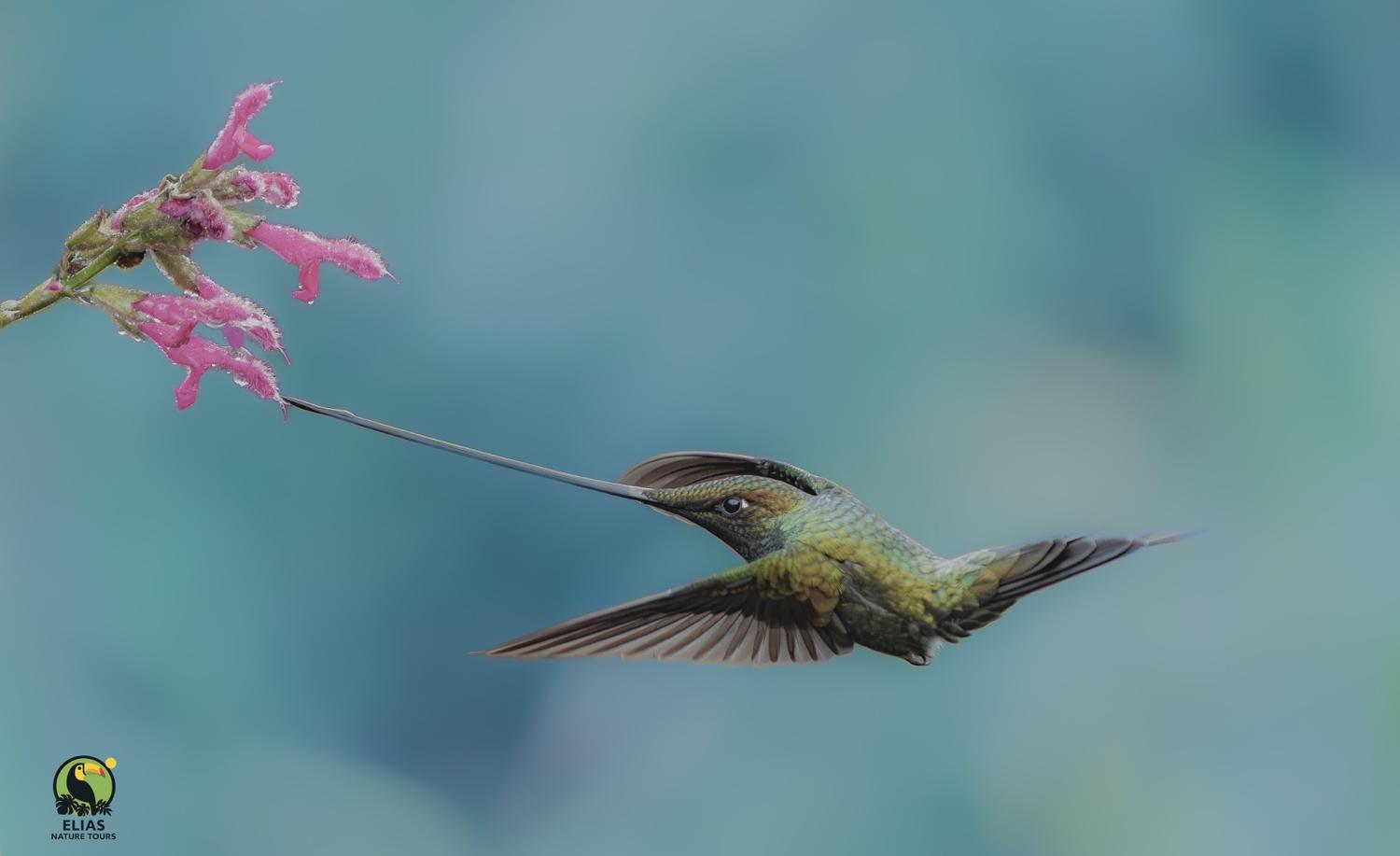 Sword-billed Hummingbird at flowers