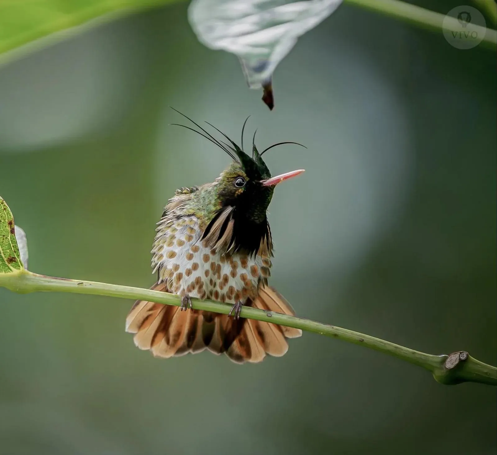 Black-crested Coquette