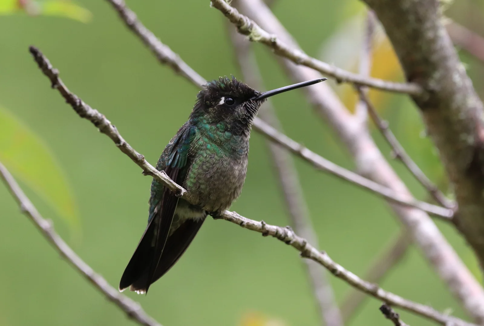 Talamanca Hummingbird (Eugenes spectabilis)