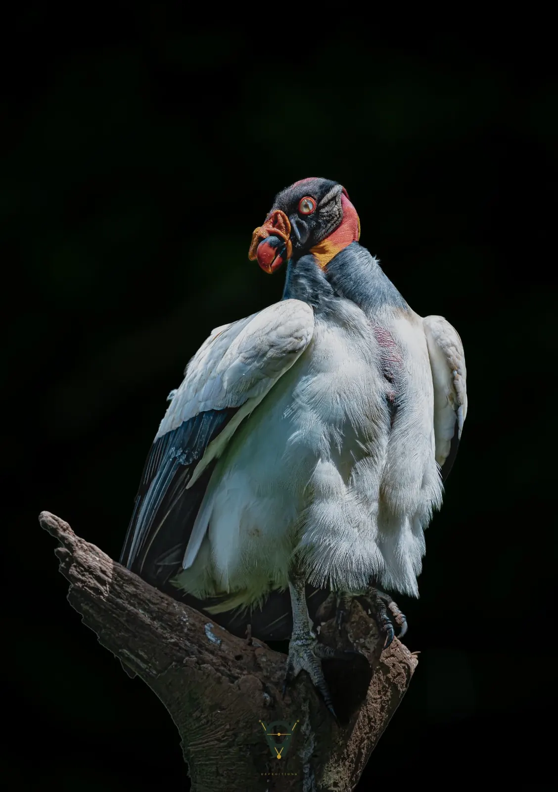 King Vulture Photography Hide 7