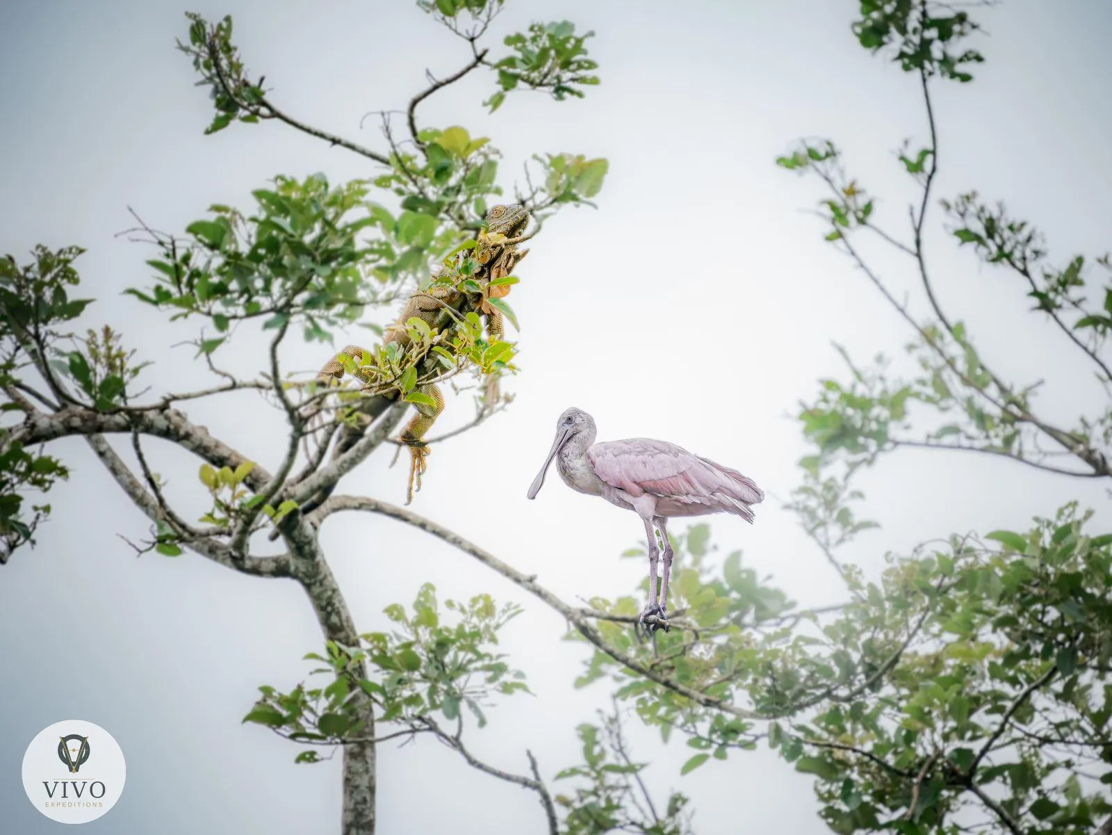 Roseate Spoonbill