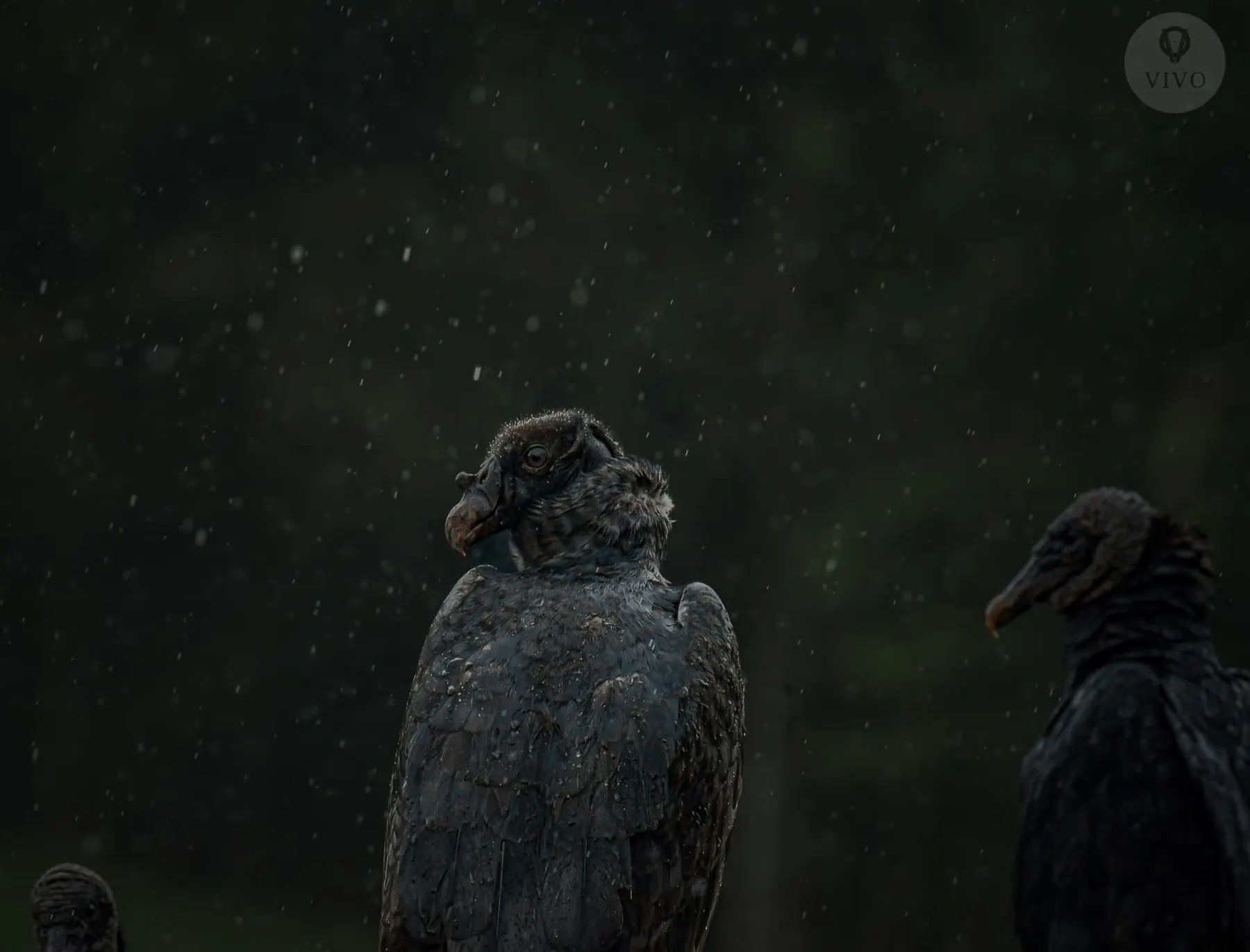 Rain-soaked vultures in low light, Boca Tapada photography hide