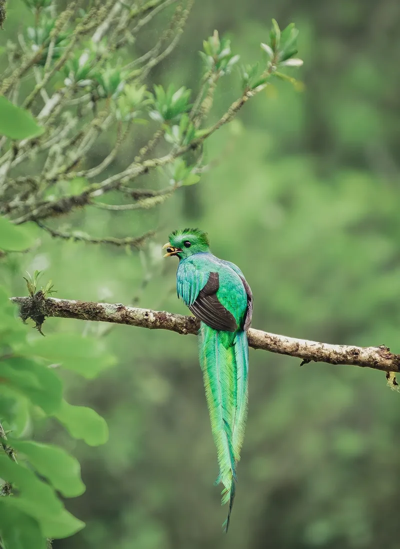 Male resplendent quetzal perched on a branch in Valle de los Quetzales, Costa Rica