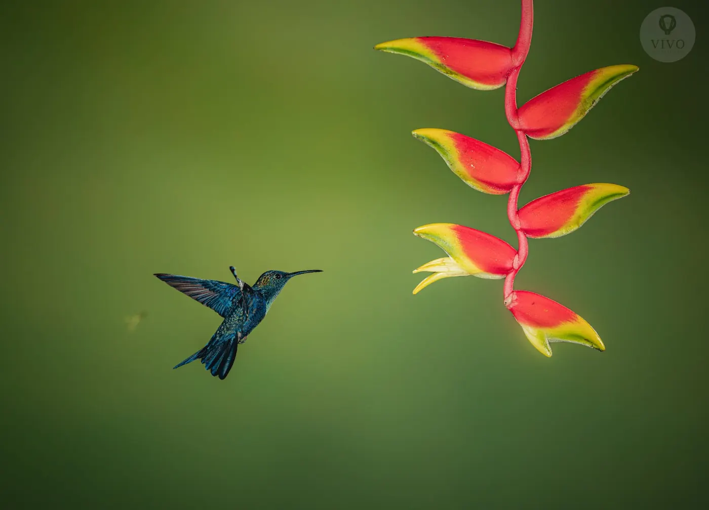 Hummingbird Multi-Flash Workshop 2