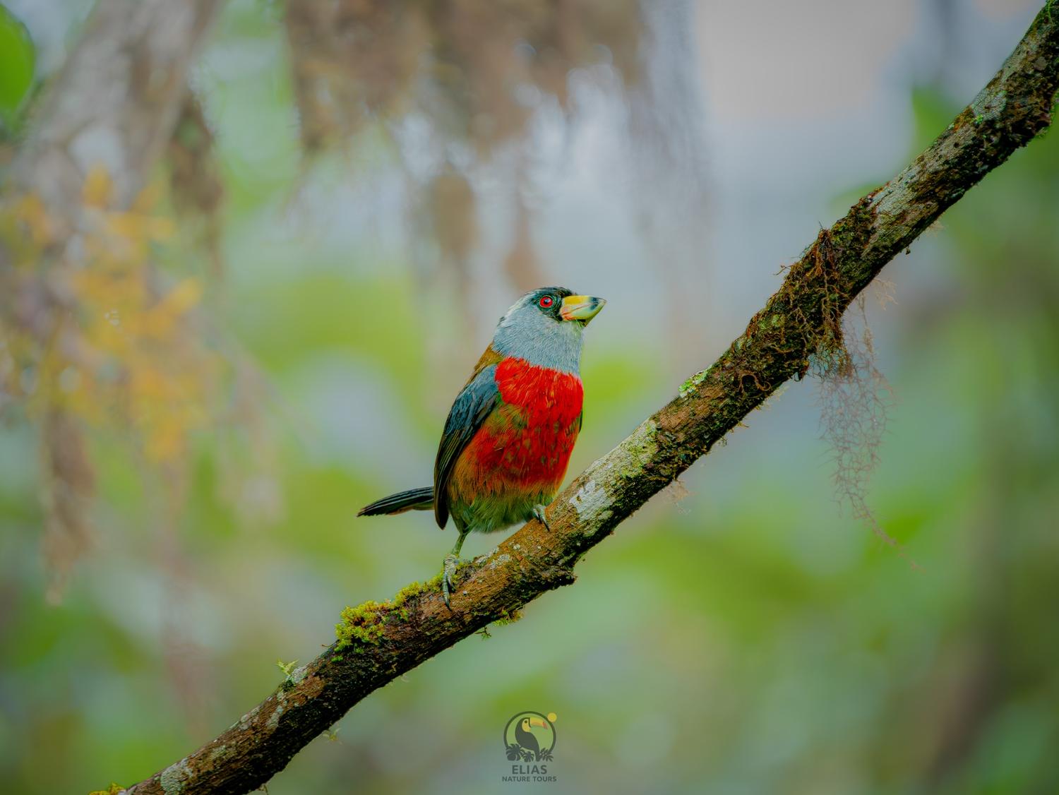 Toucan Barbet