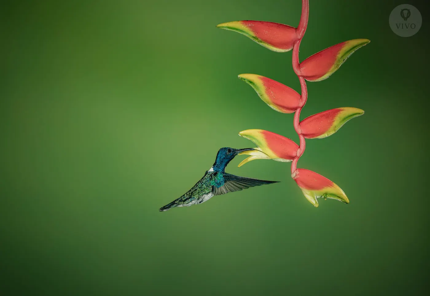 Hummingbird Multi-Flash Workshop