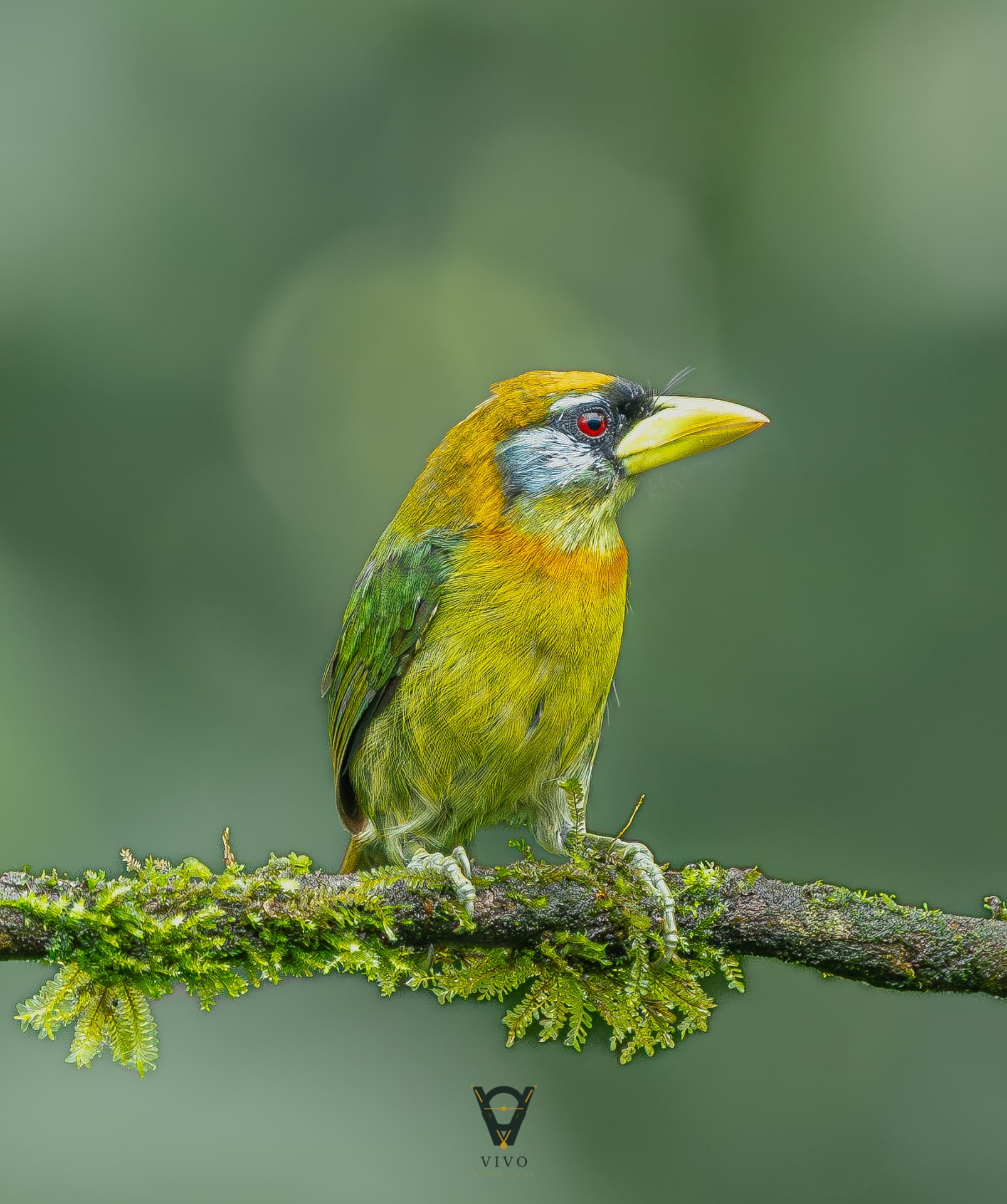 Red-headed Barbet — Female (Eubucco bourcierii)