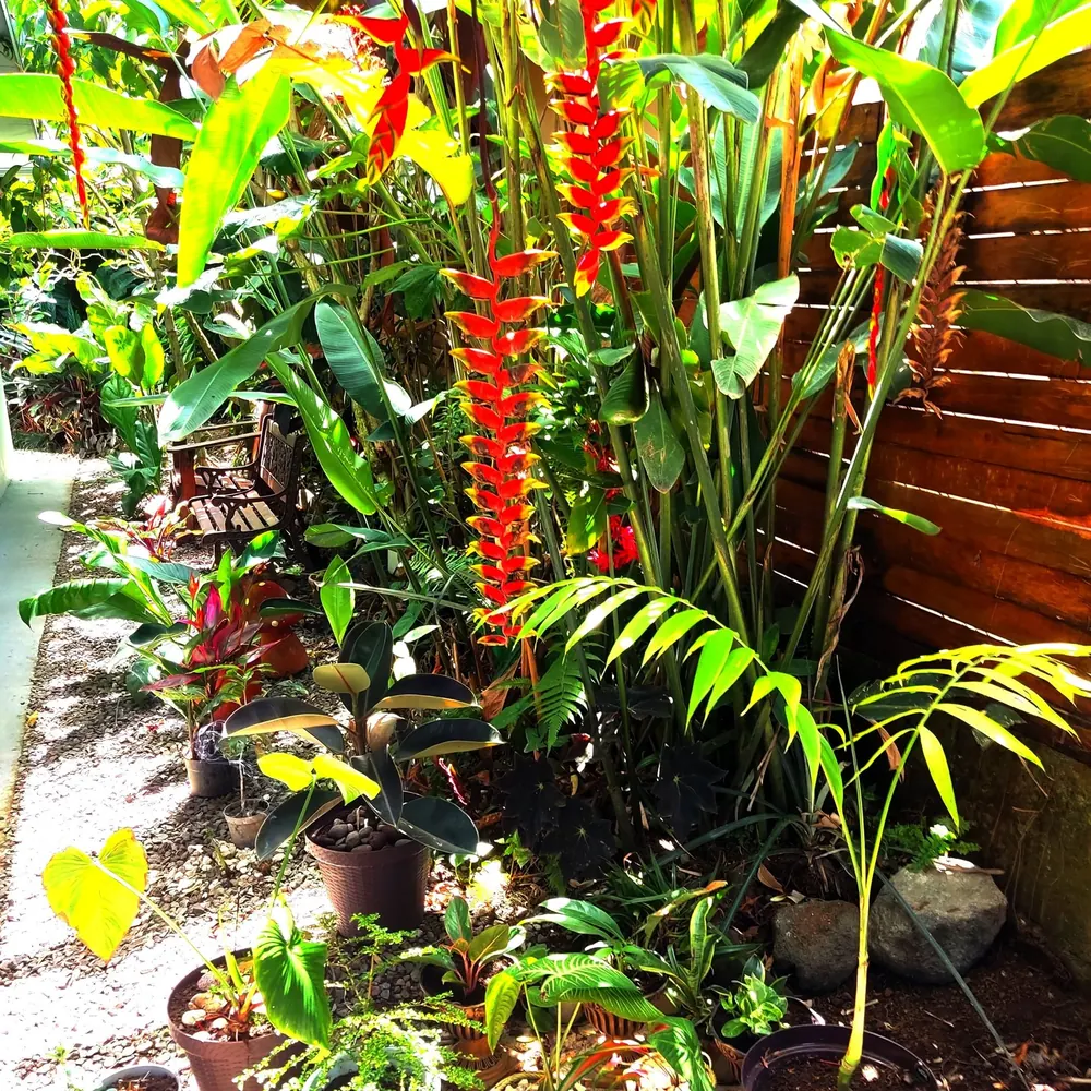 Heliconias in the Bamboo Spa garden