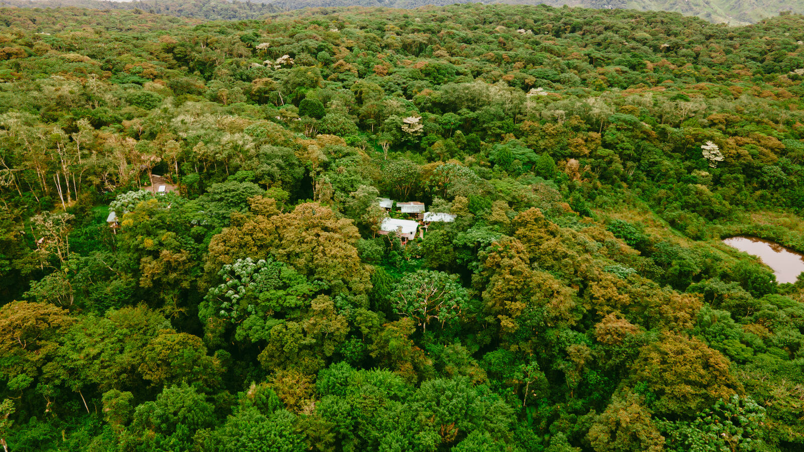 Forest setting