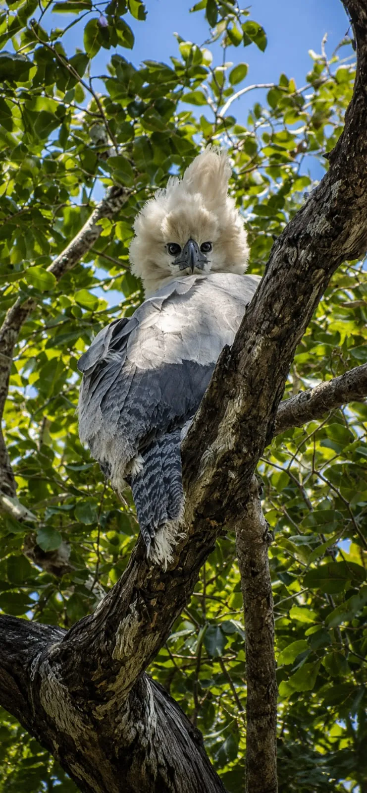 Harpy eagle perched in forest