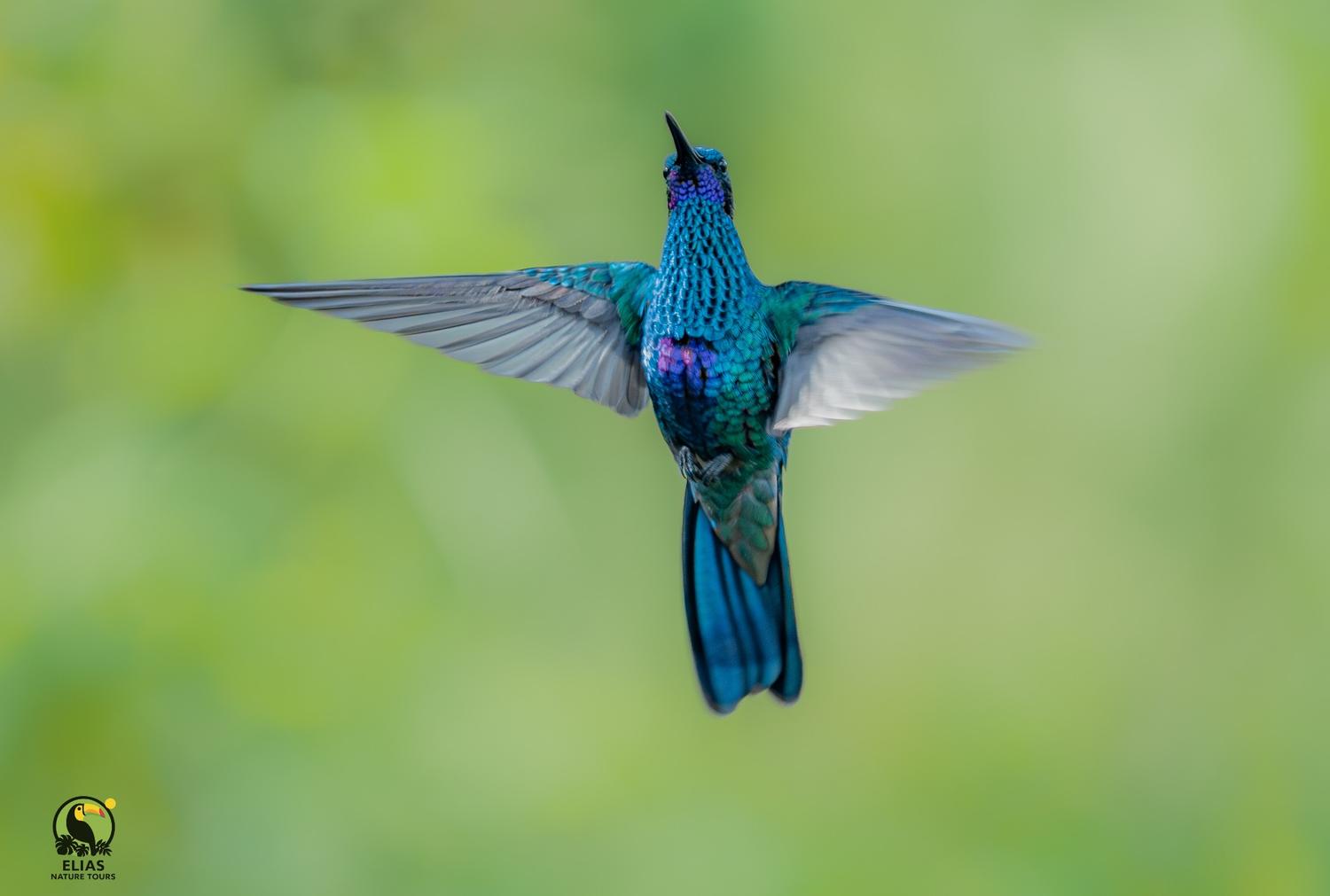 Hummingbird in flight against an Andean green backdrop