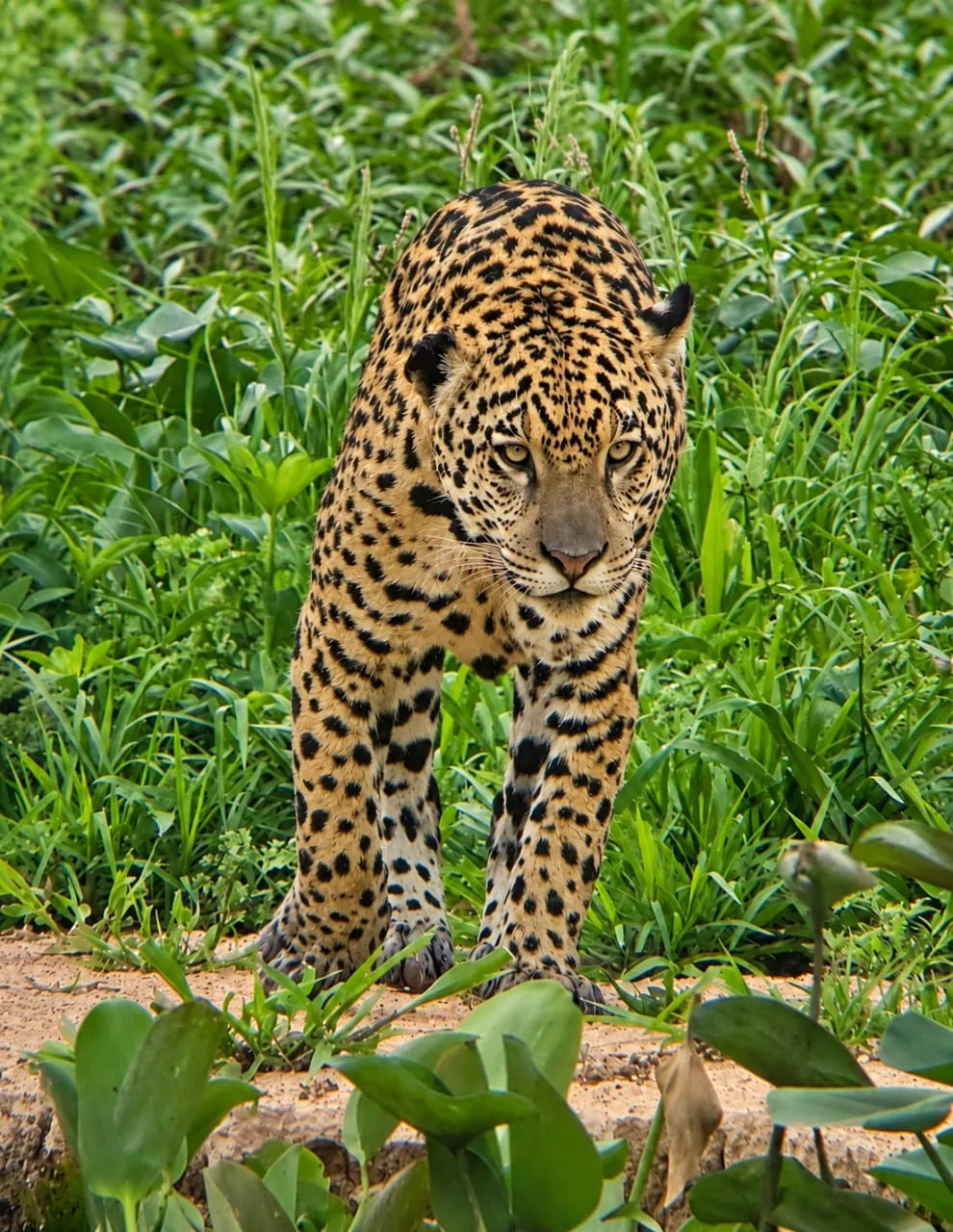Jaguar walking through Pantanal grass