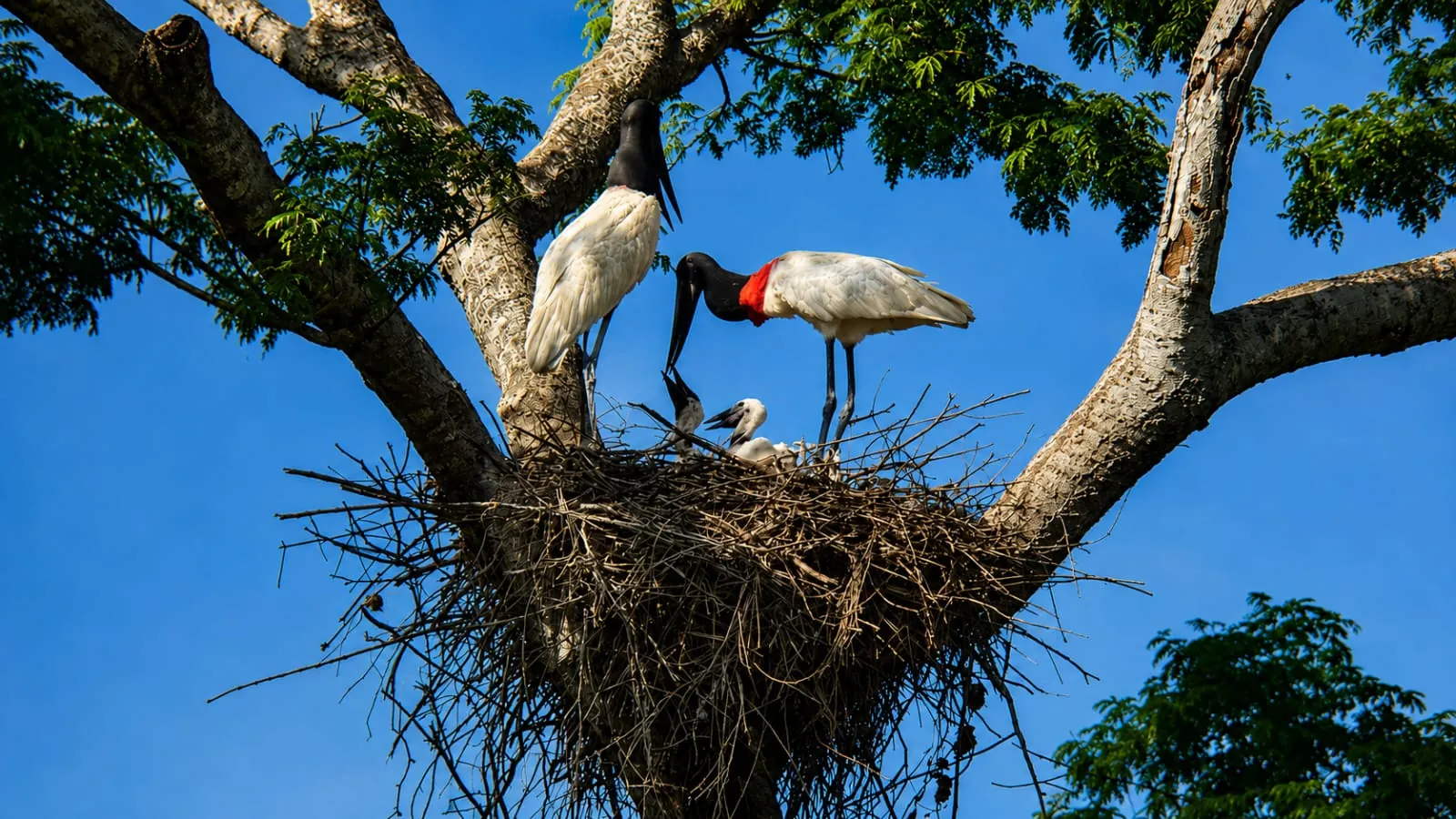 Jabiru nest in the Pantanal