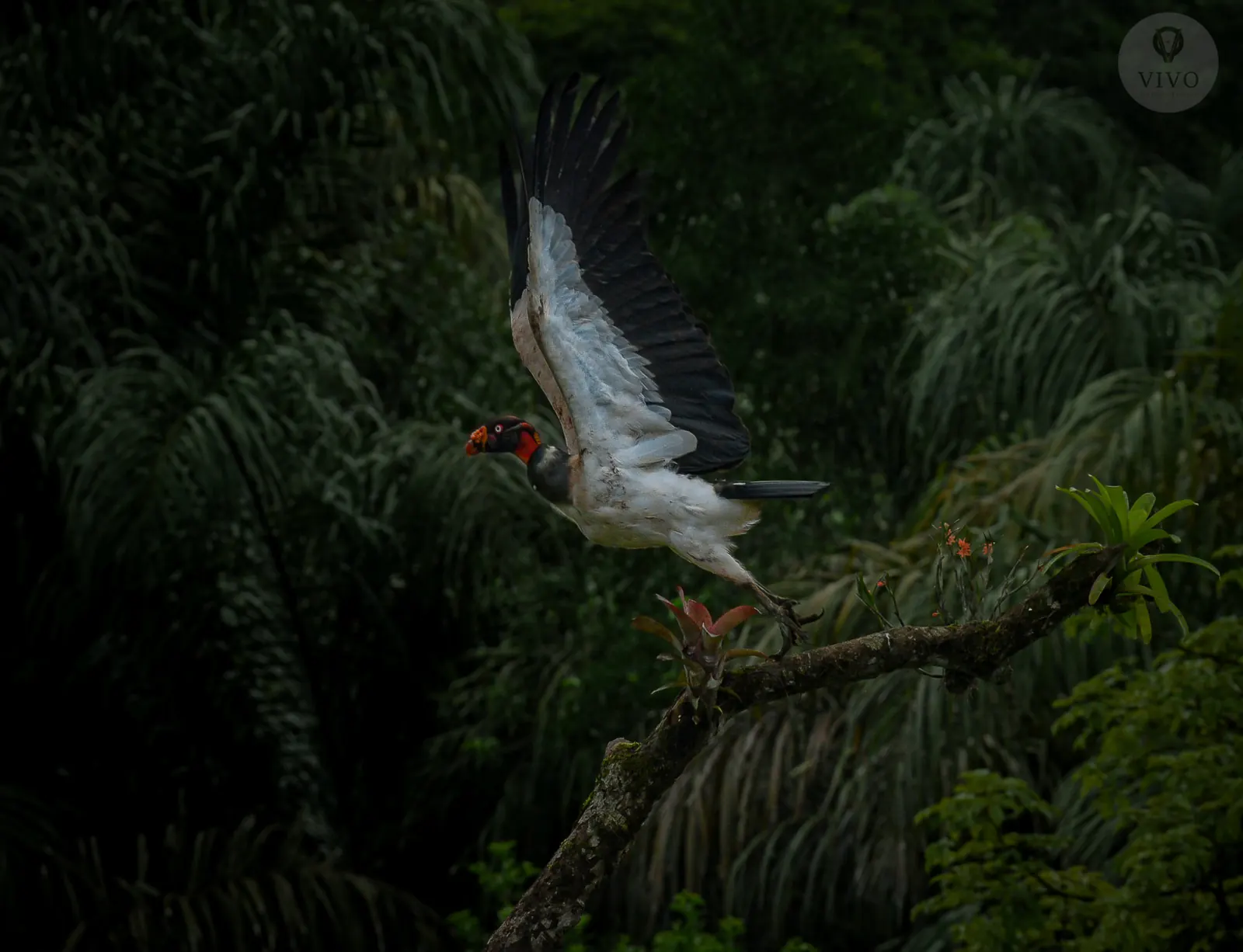 King vulture in flight above the forest canopy, Boca Tapada