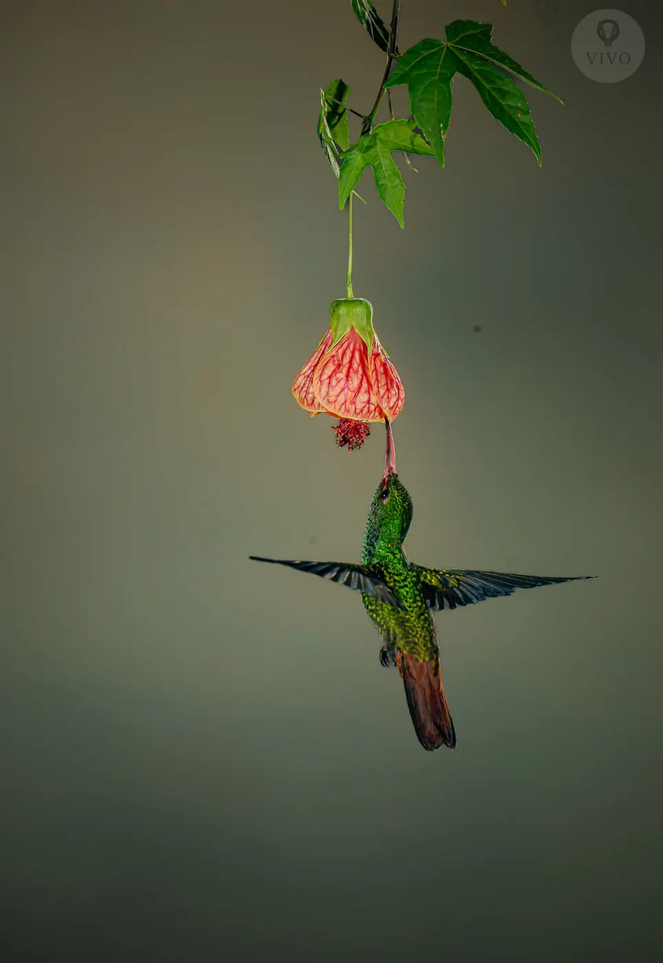 Hummingbird Multi-Flash Workshop 8
