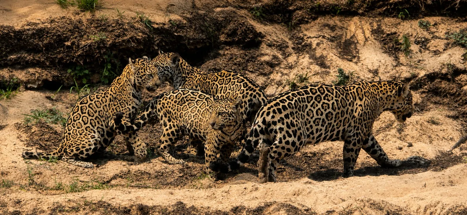 Jaguar resting on a Pantanal riverbank