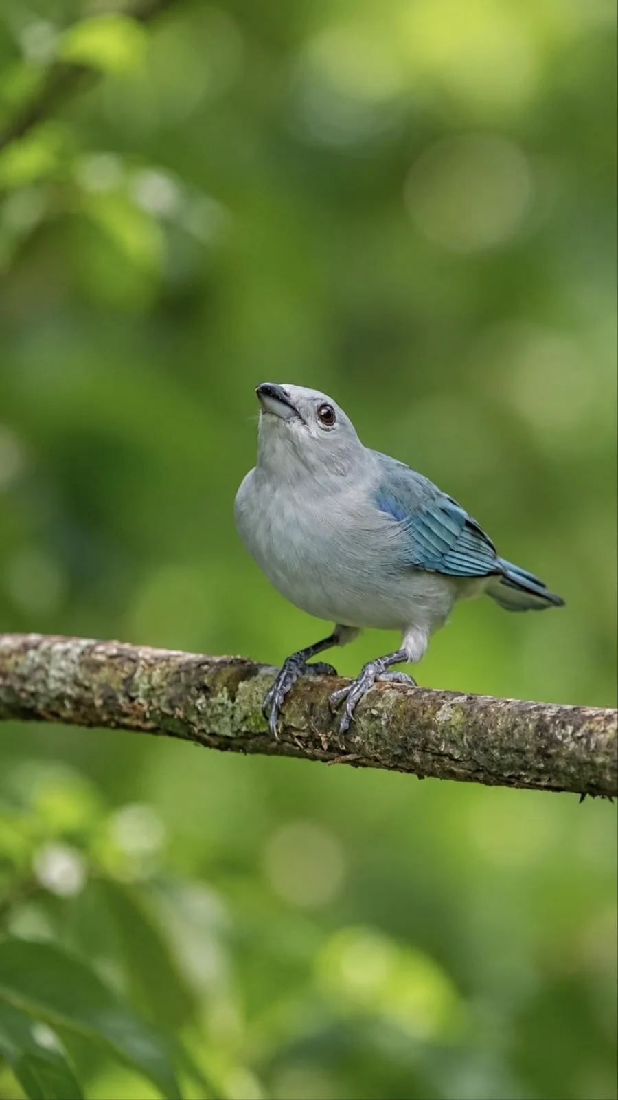 Blue-gray tanager perched on a branch near La Fortuna