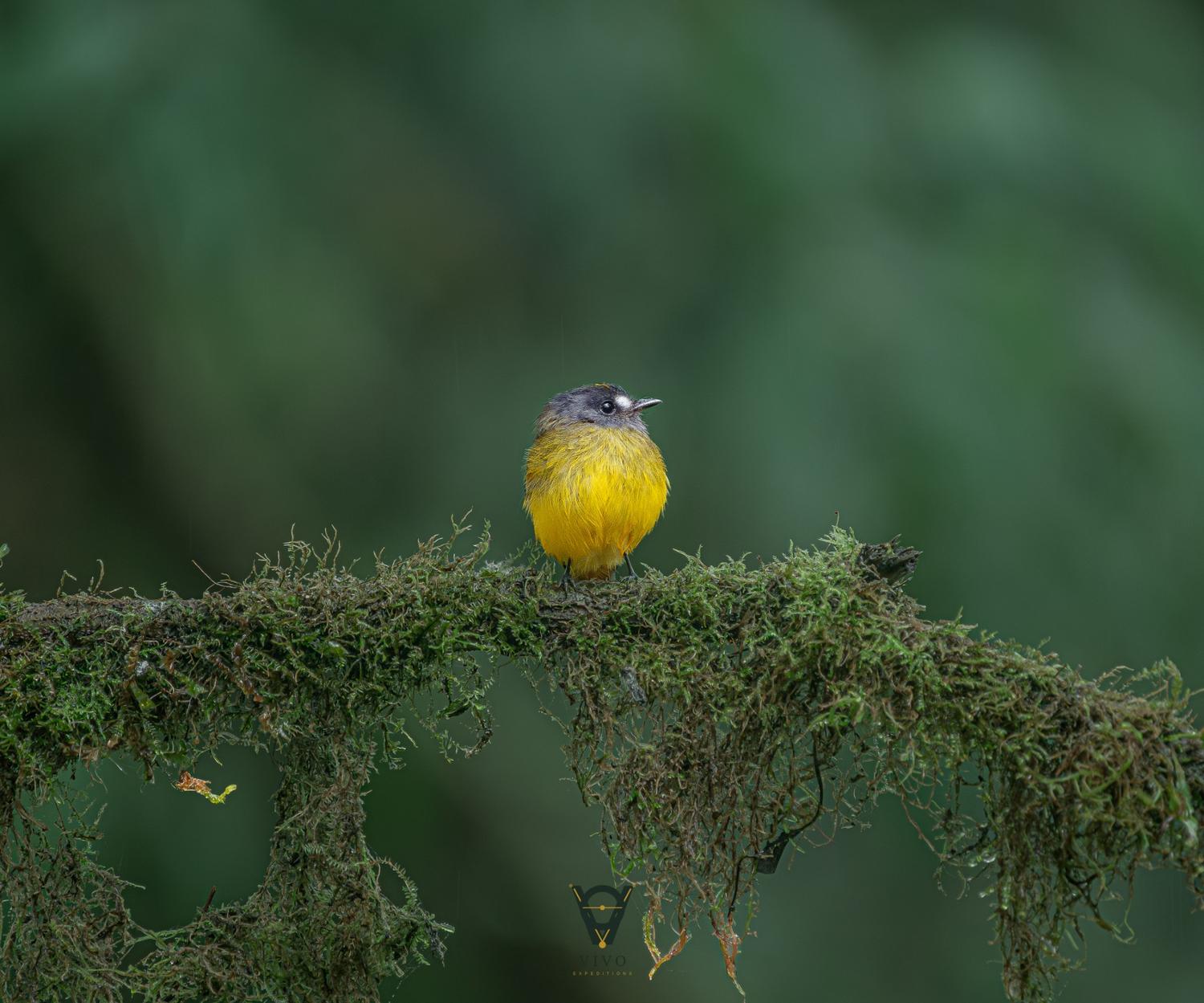 Yellow flycatcher on moss-covered branch