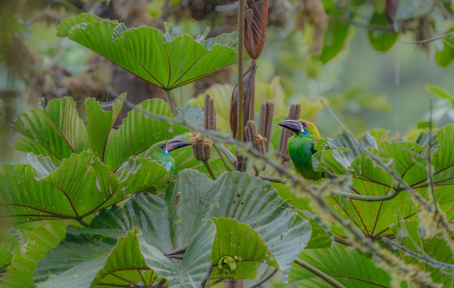 Two green toucanets among Cecropia leaves