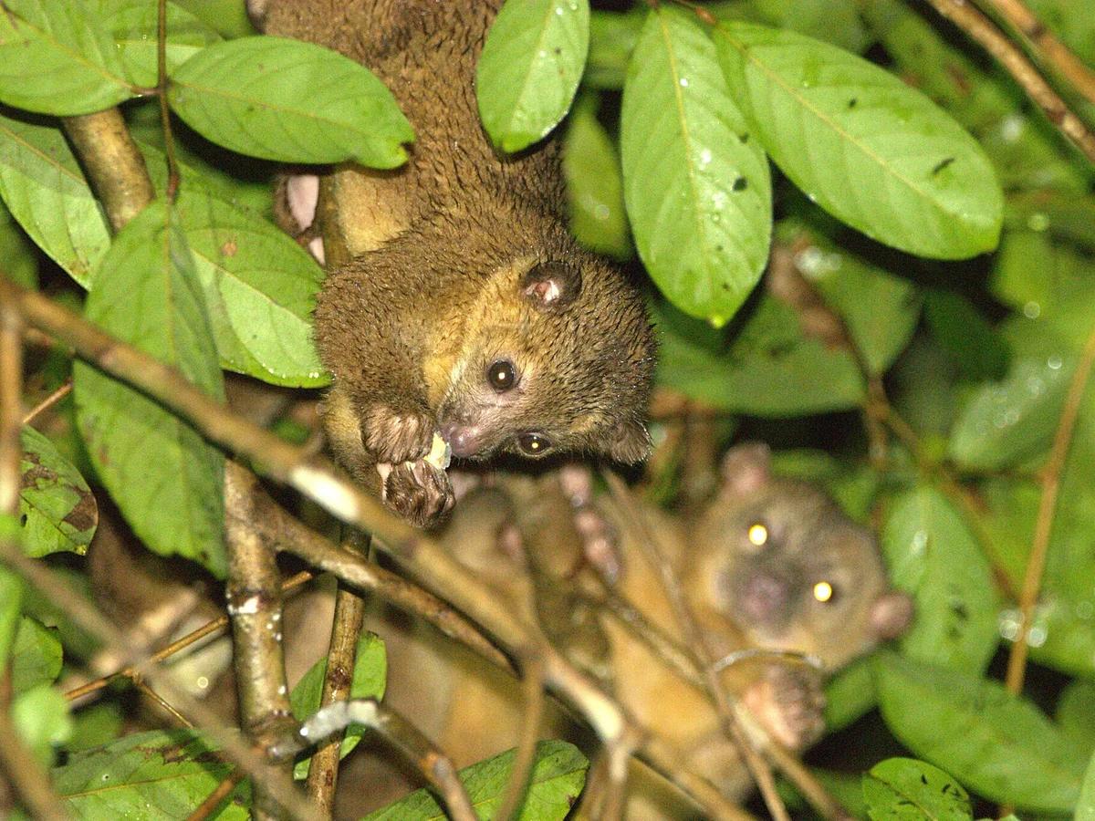 Monteverde Night Walk – Cloud Forest — Group Tour