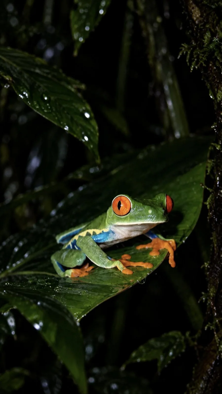 Red-eyed tree frog resting on a green leaf at night in the Arenal rainforest