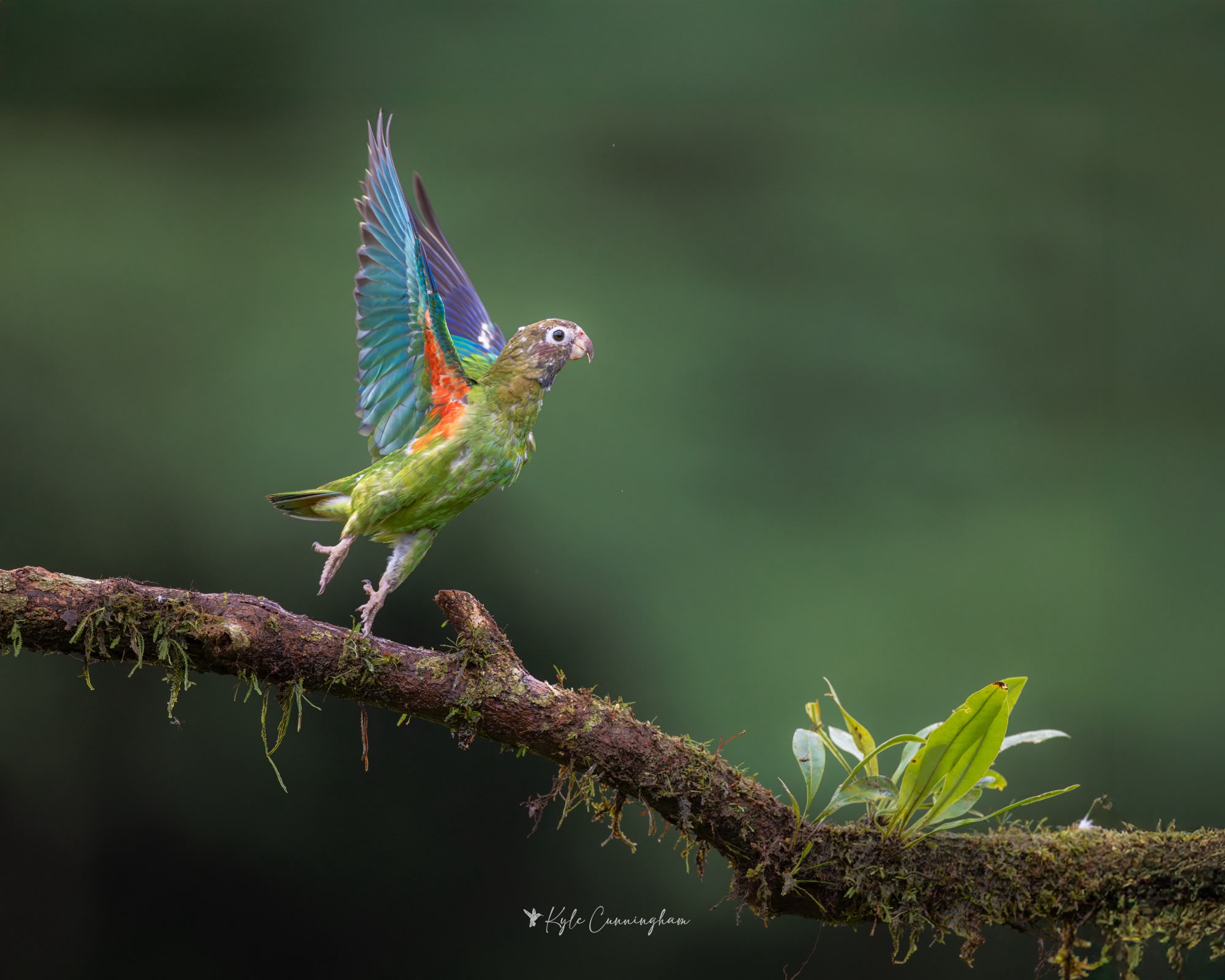 Brown-hooded Parrot landing on the Laguna Lagarto Lodge deck