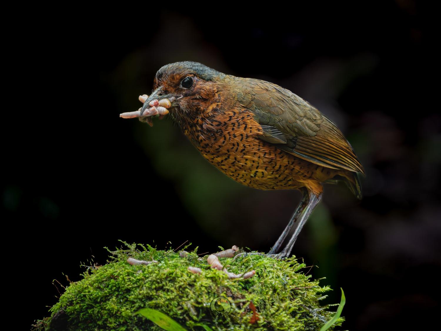 Rust-colored ground bird with food