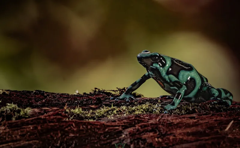 Green-and-black poison dart frog on a log during the Sukia Park night tour