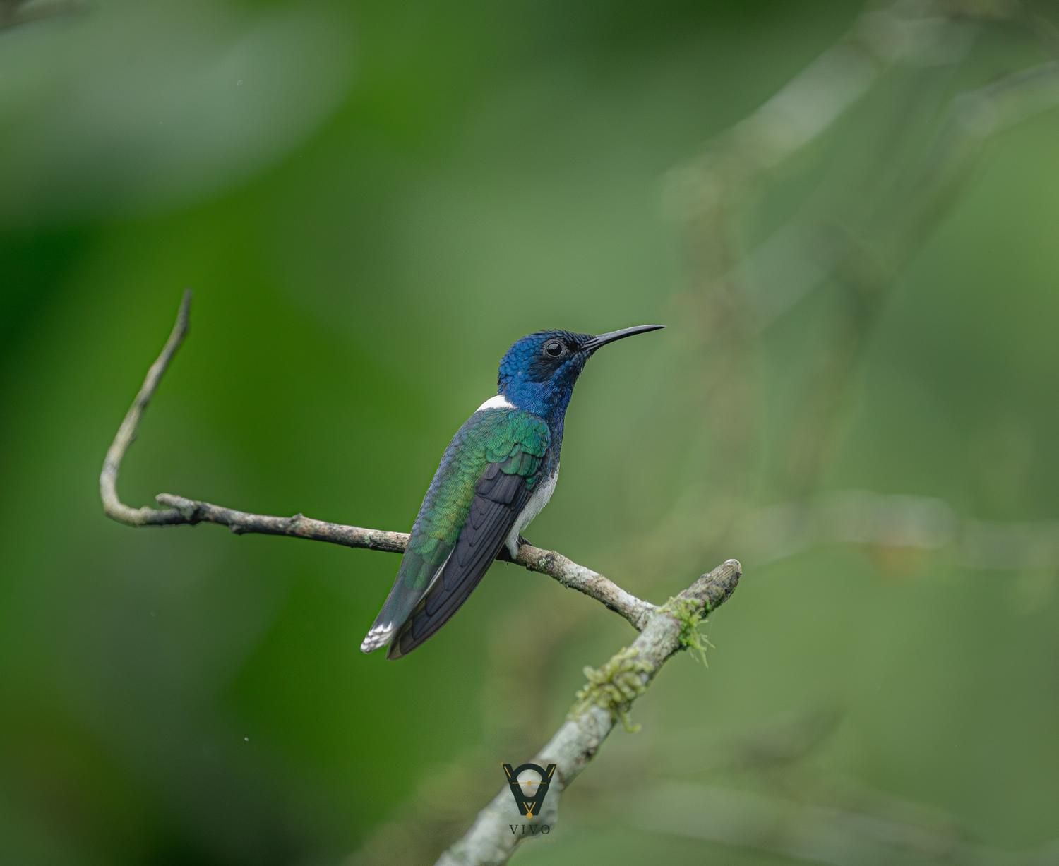 White-necked Jacobin perched