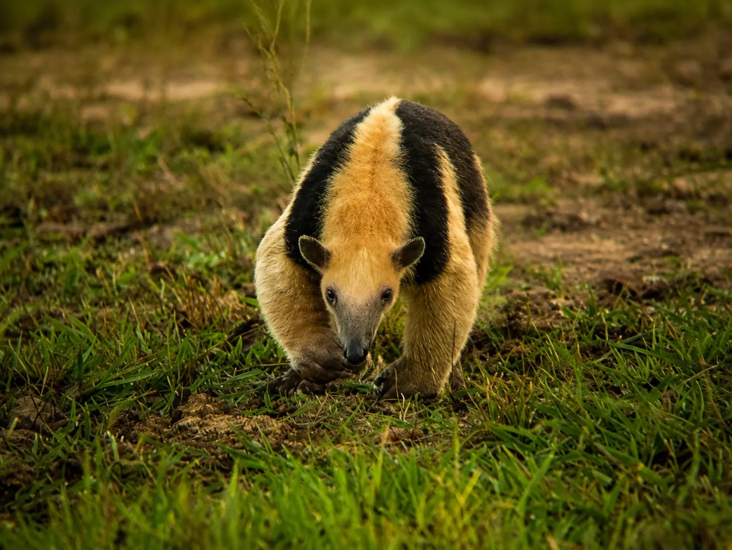 Safari & transfer toward the Amazon — Pantanal & Amazon, Mato Grosso, Brazil