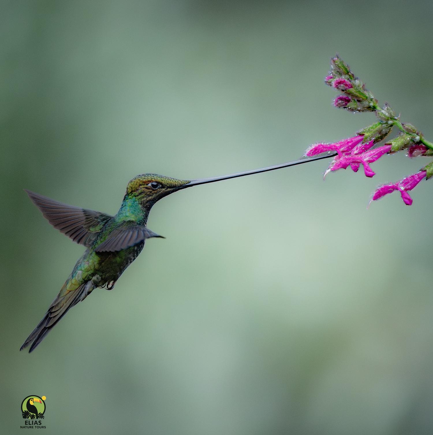 Sword-billed Hummingbird feeding in flight