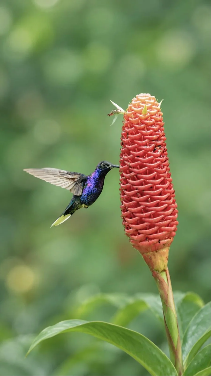 Violet sabrewing hummingbird perched among flowers, Costa Rica