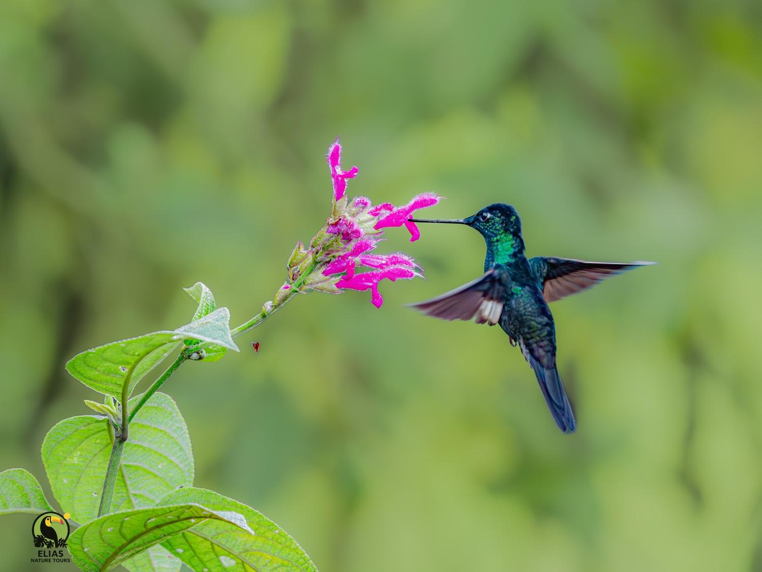 Hummingbird feeding in flight
