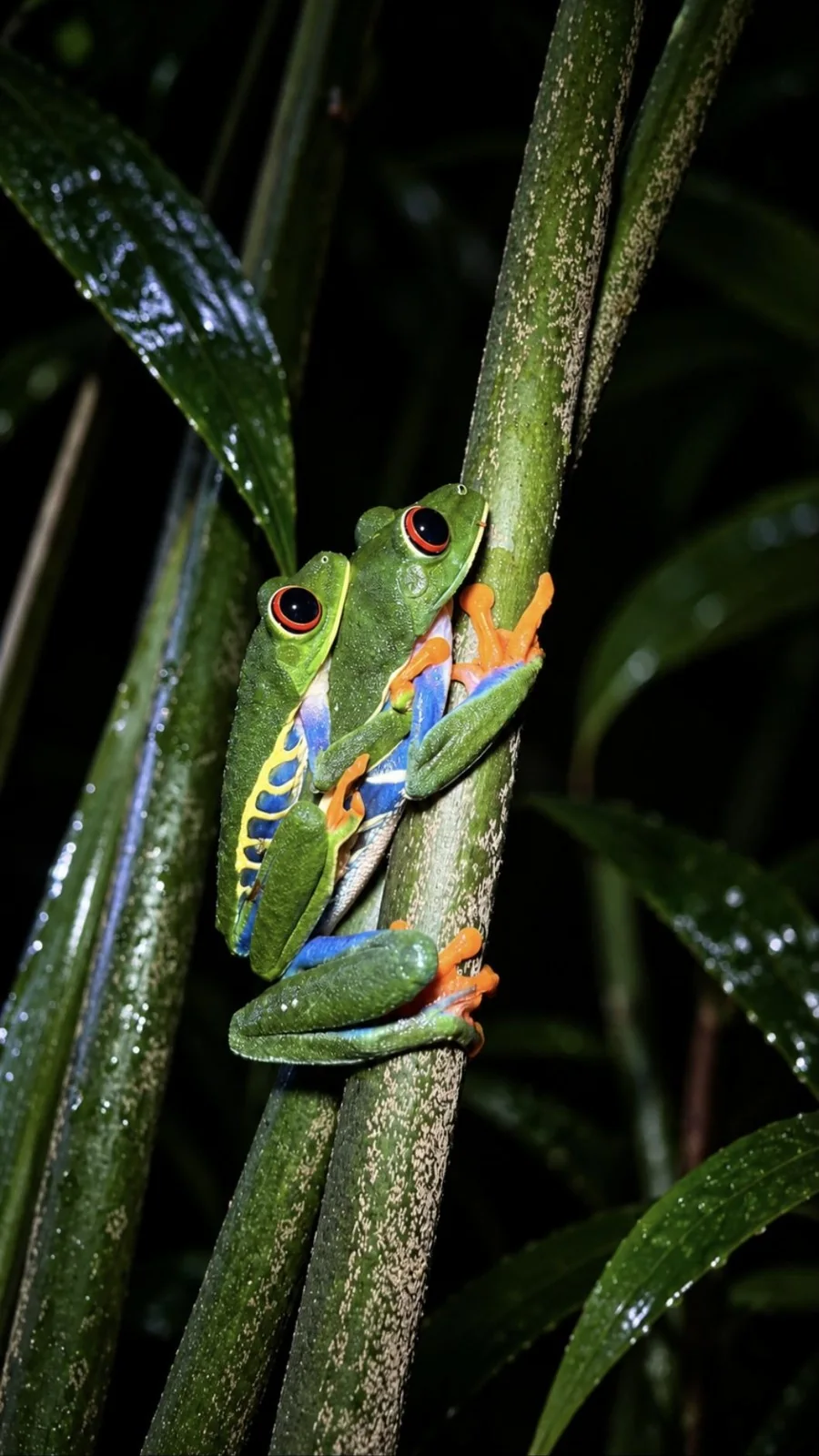 Pair of red-eyed tree frogs on a leaf during a night tour in La Fortuna