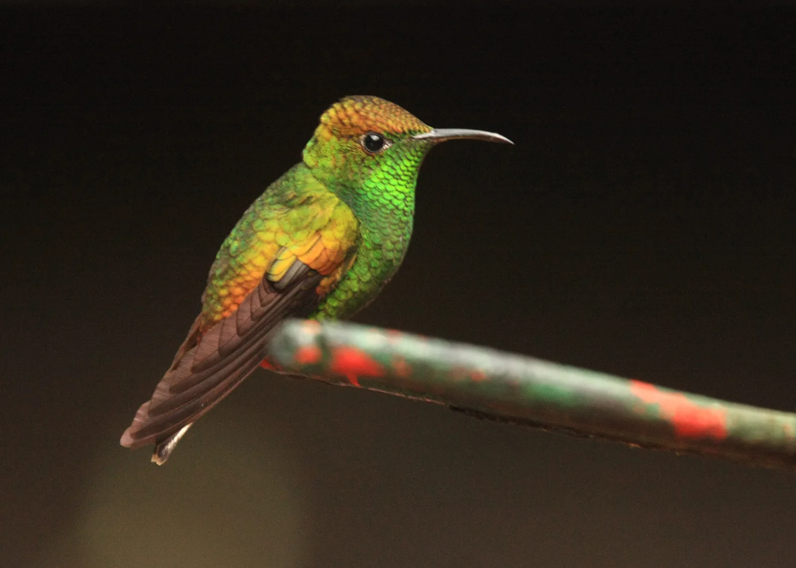 Coppery-headed Emerald (Elvira cupreiceps)