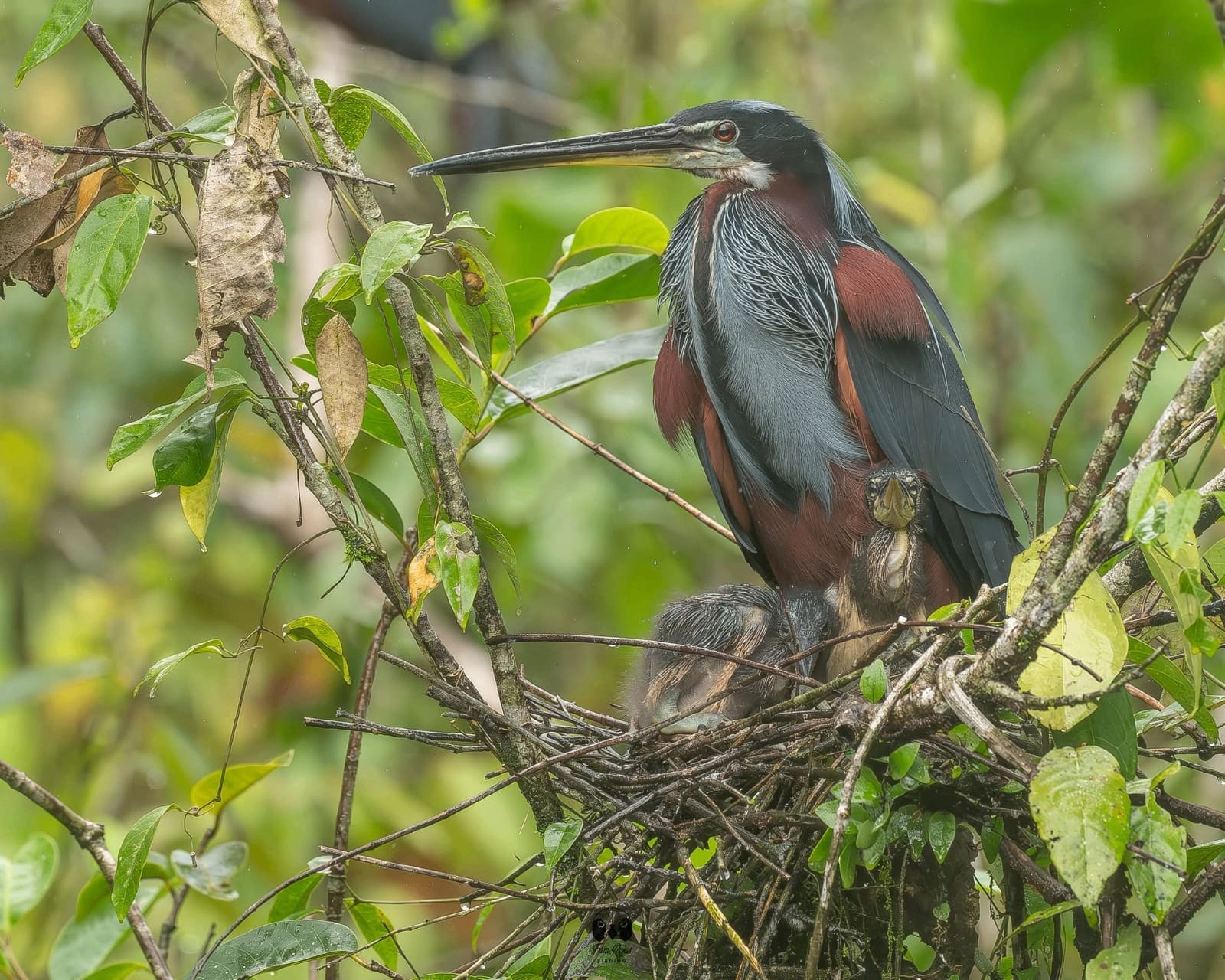 Agami heron at its nest in the colony — Boca Tapada, Costa Rica
