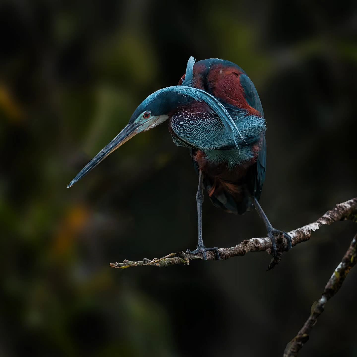 Boca Tapada Photography and Wildlife Boat Tour 10