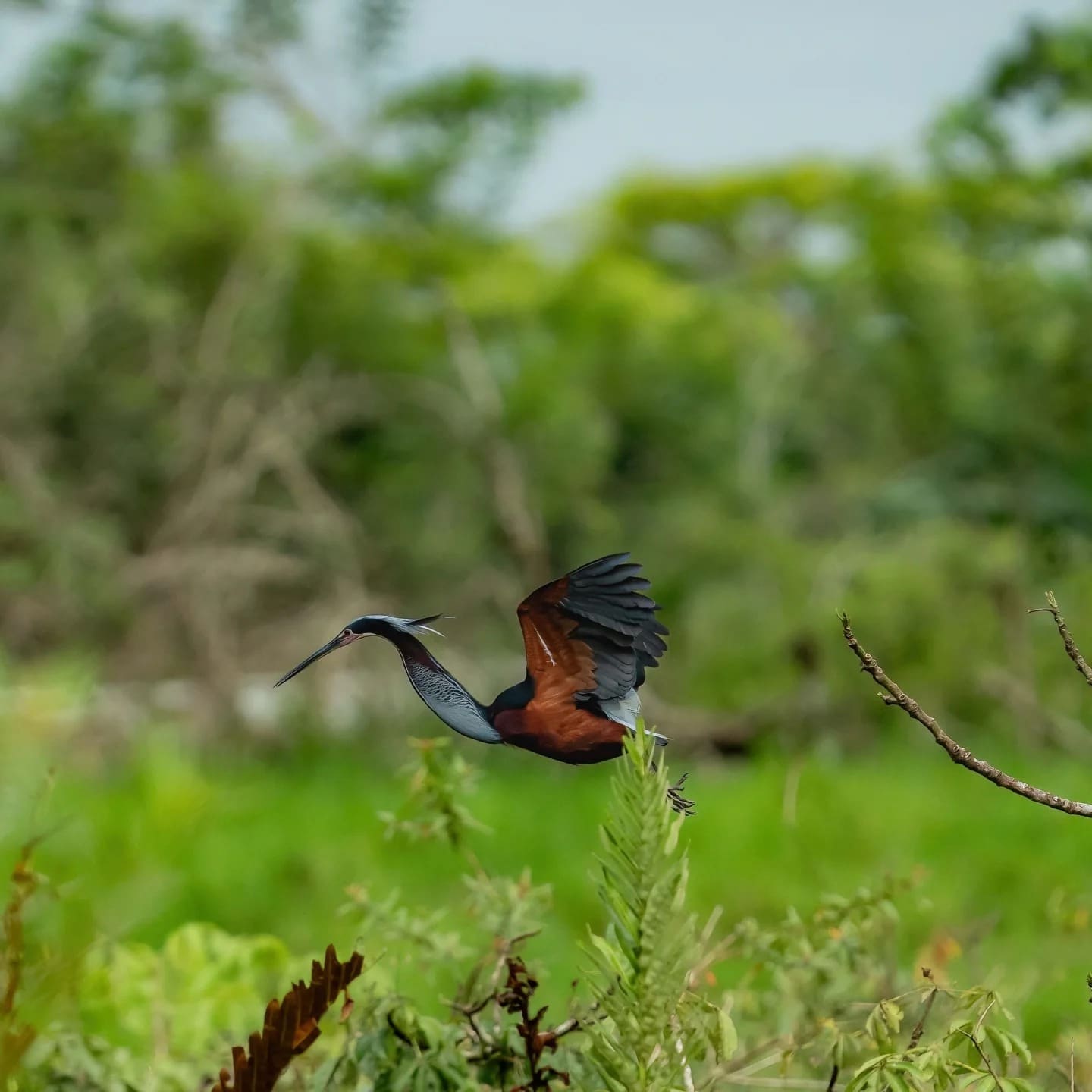 Agami Heron taking off (Agamia agami) — Costa Rica