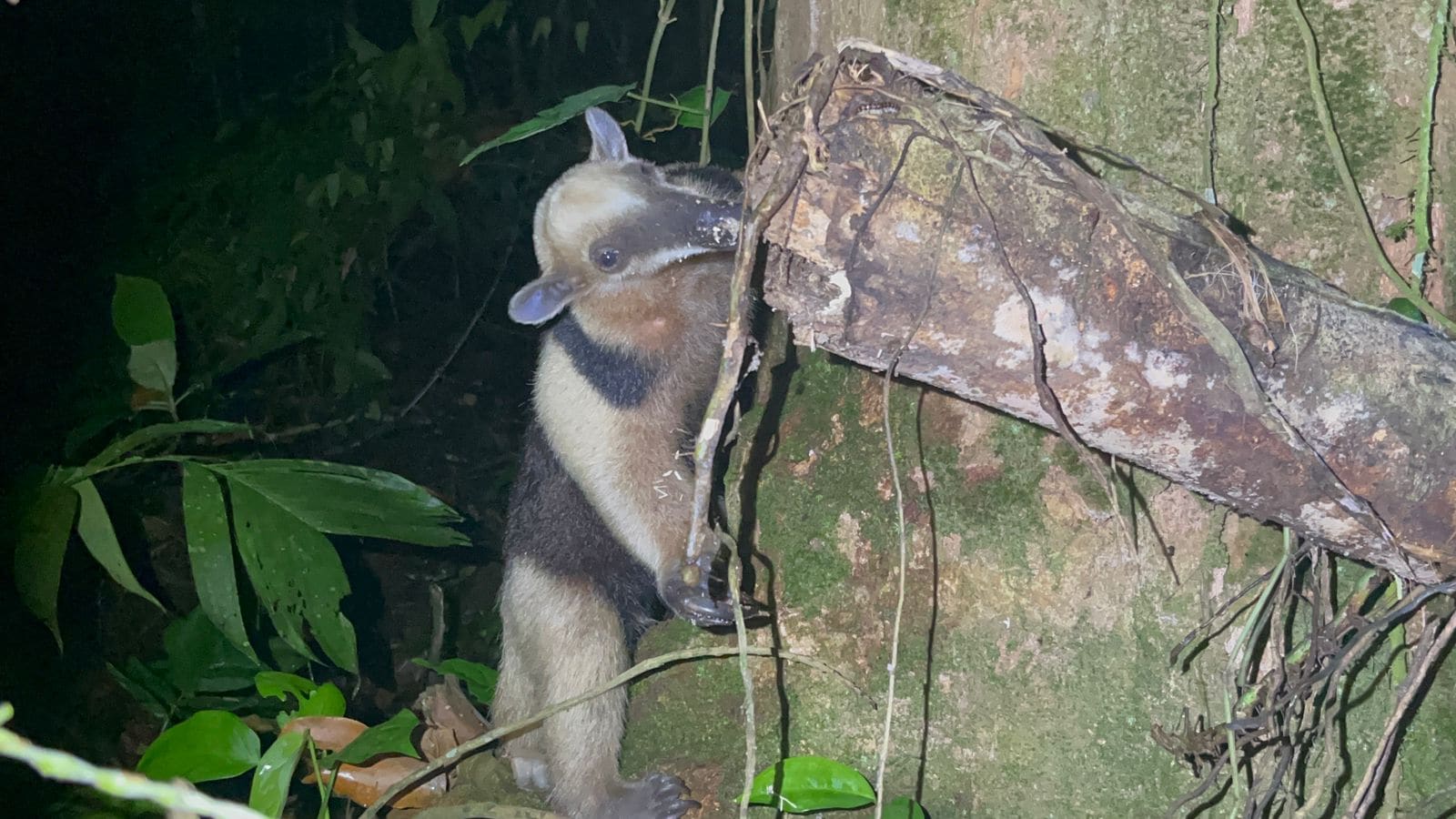 Northern Tamandua at night (Tamandua mexicana) — Ecocentro Danaus, La Fortuna
