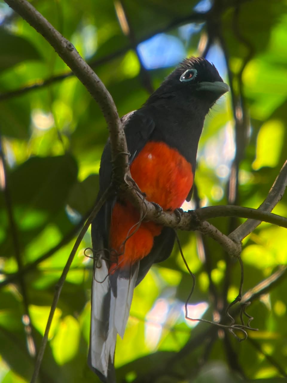 Baird's Trogon perched in the canopy at Esquipulas rainforest birding tour, Costa Rica