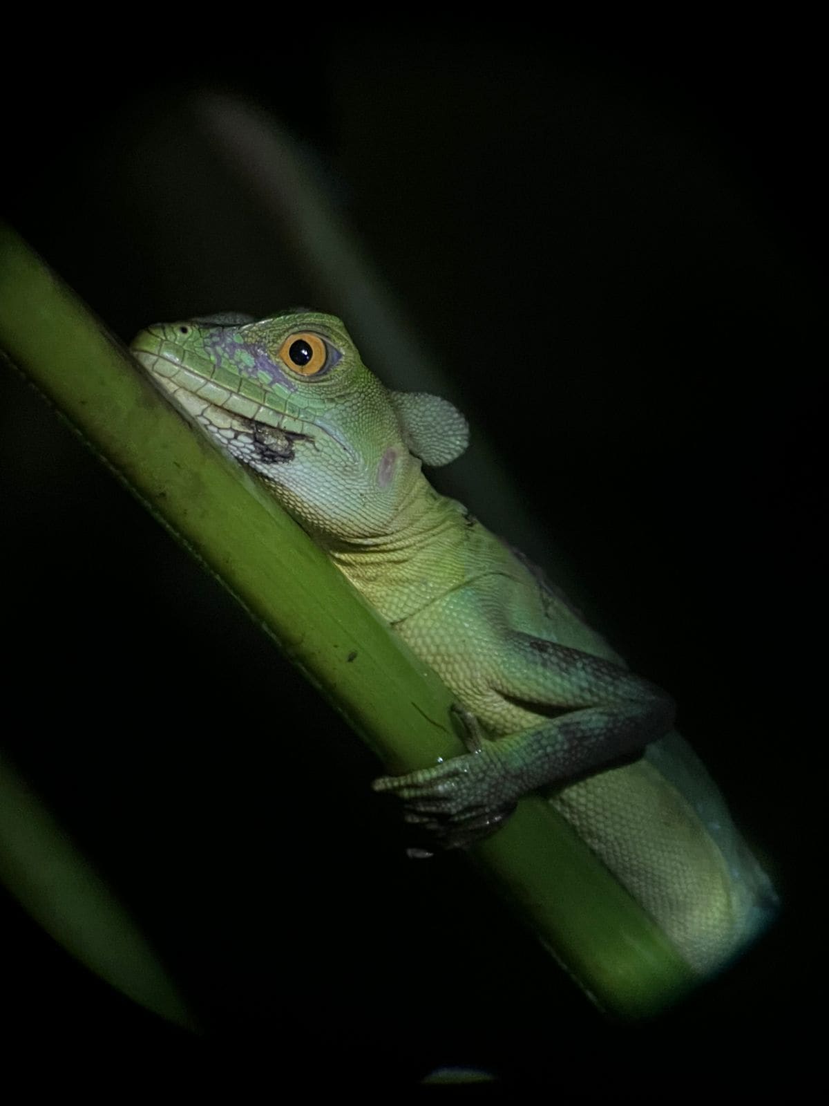 Basilisk lizard at Ecocentro Danaus, La Fortuna Costa Rica