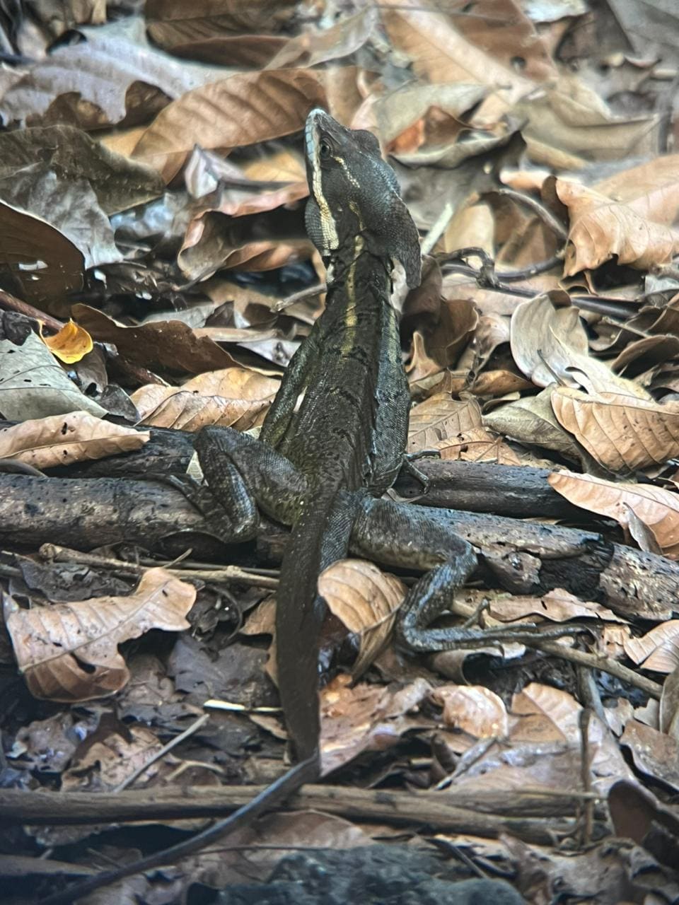 Basilisk lizard at Sukia Park night wildlife tour, Costa Rica