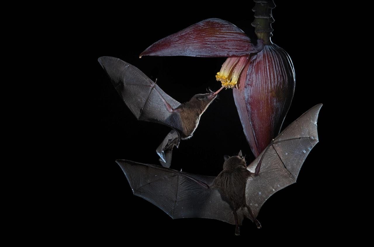 Bats in flight multi-flash photography — Boca Tapada