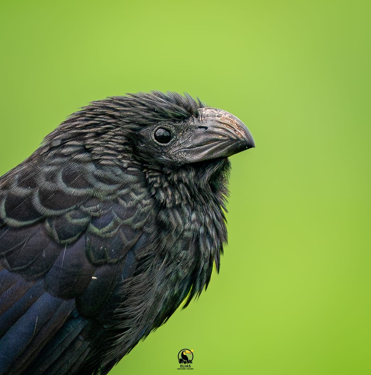 Colorful tropical bird during an Arenal birdwatching tour
