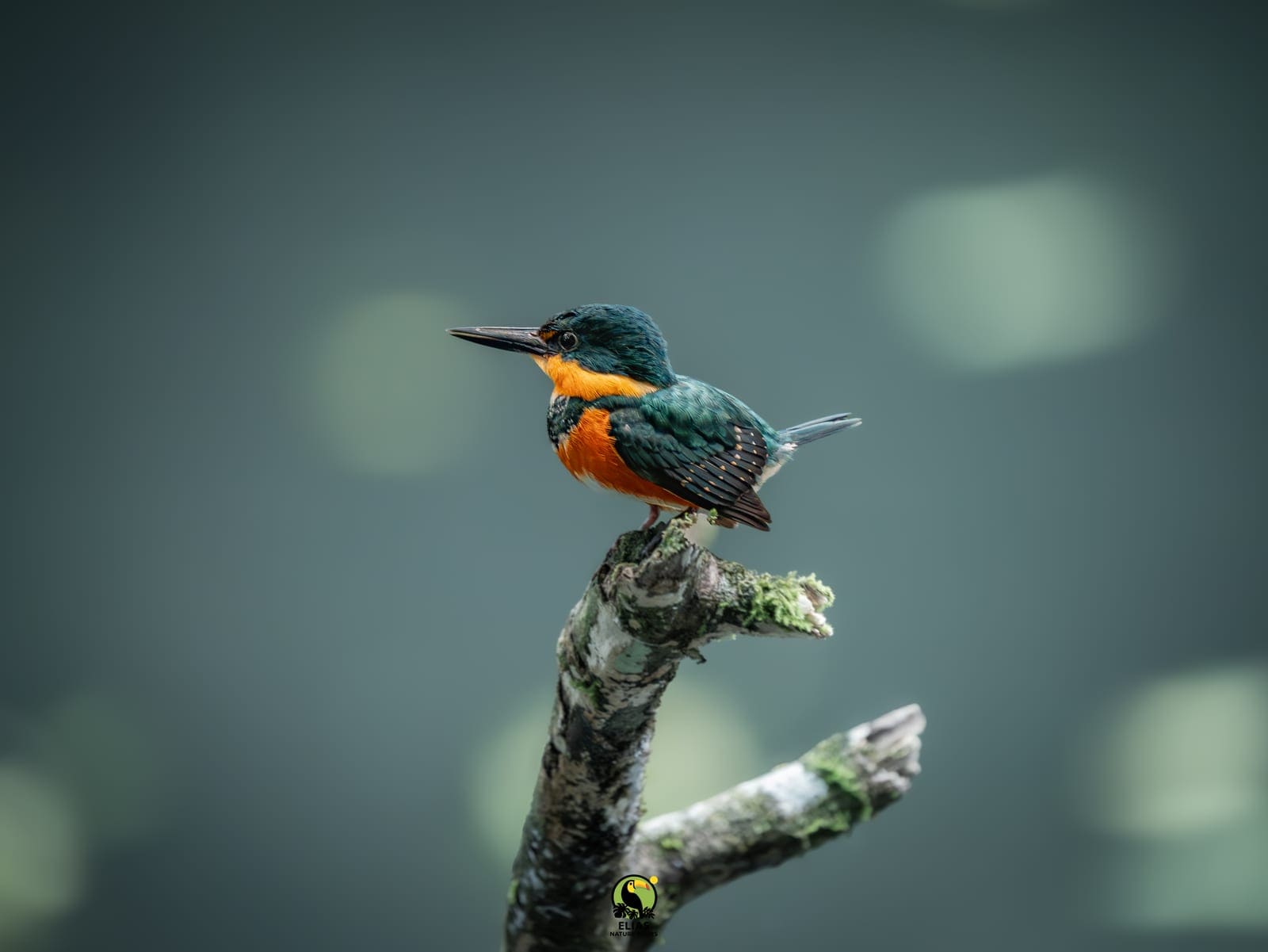 Colorful tropical bird during an Arenal birdwatching tour